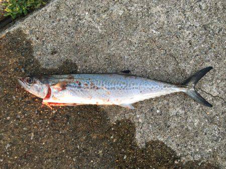 サゴシわいてます。