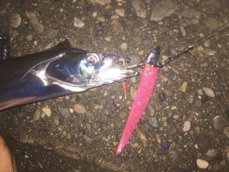 ワインドタチウオ調査