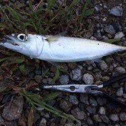 初アコウ！！！