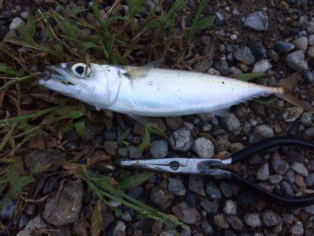 初アコウ！！！