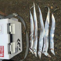 またまたタチウオ狙い