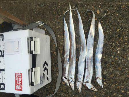 またまたタチウオ狙い