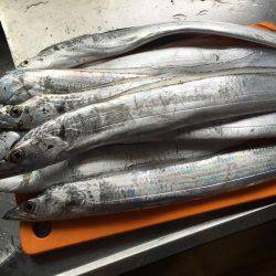 タチウオ好調！