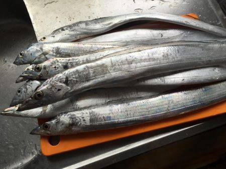 タチウオ好調！