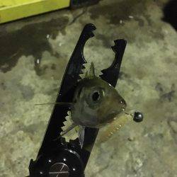 アジングからエギング!