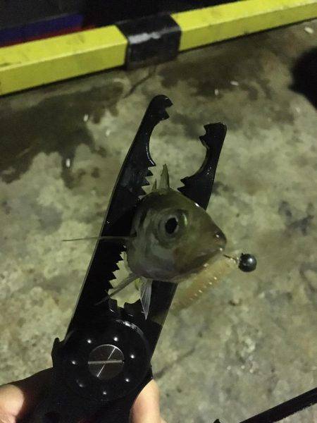 アジングからエギング!