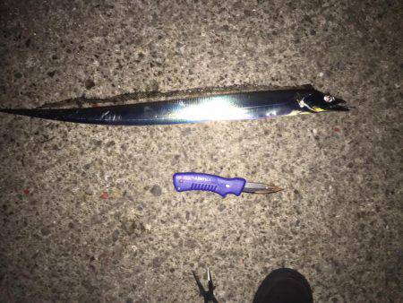 コンビーナート 太刀魚