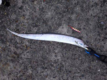 ムコイチ半夜釣行