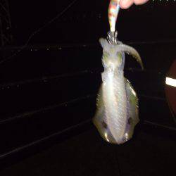 ケンサキ40センチ級を求めて