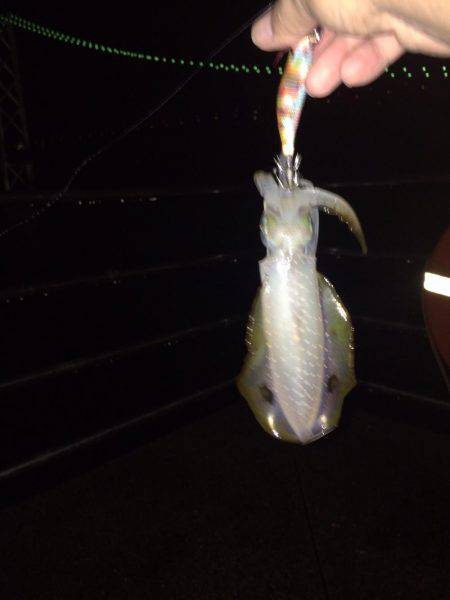 ケンサキ40センチ級を求めて