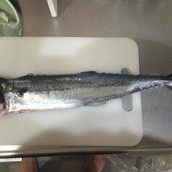 ボウズ逃れのサゴシ