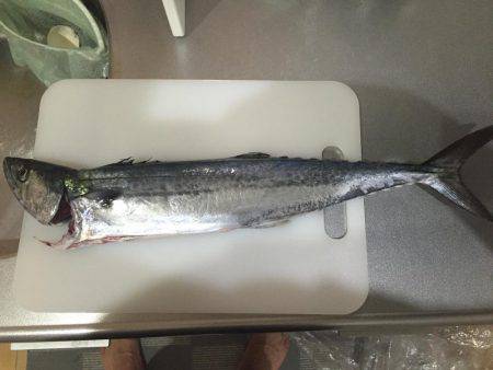 ボウズ逃れのサゴシ