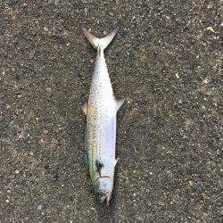 ショアジギング