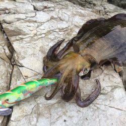 烏賊は何処へ・・・