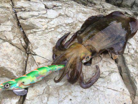 烏賊は何処へ・・・