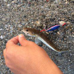 東二見人工島でライトショアジギング