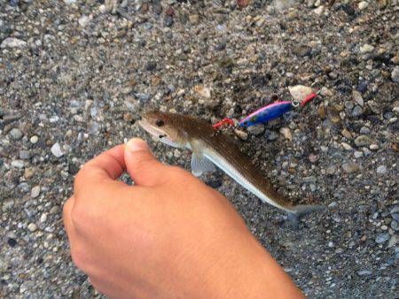 東二見人工島でライトショアジギング