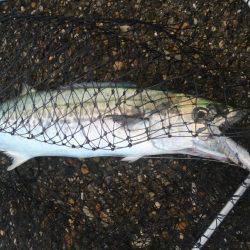 サゴシ接岸してます!