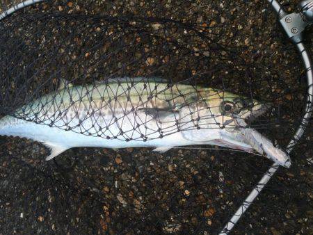 サゴシ接岸してます!