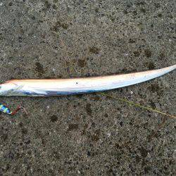 今年初の太刀魚