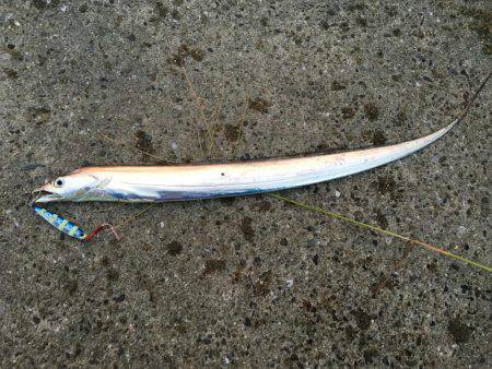 今年初の太刀魚