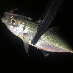 魚種が豊富な1時間❗️