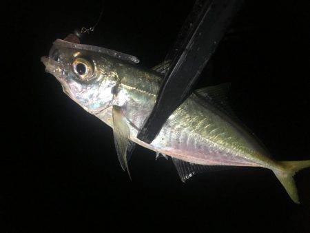 魚種が豊富な1時間❗️