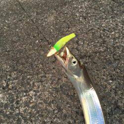 サゴシ&太刀魚パトロール