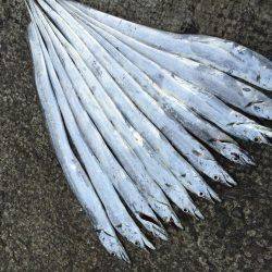 朝マヅメ激渋太刀魚