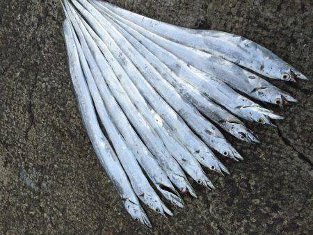 朝マヅメ激渋太刀魚