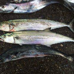 南港周辺で朝練