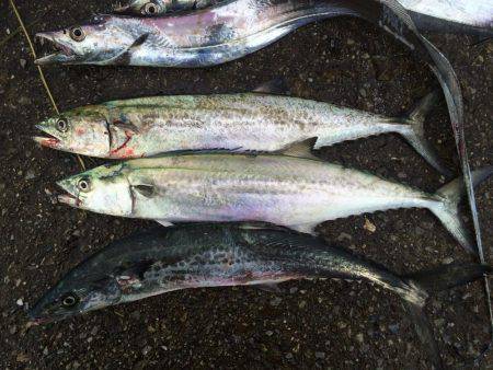 南港周辺で朝練