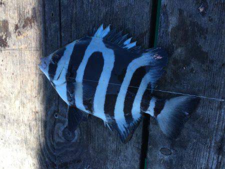 シーラバラしたので無難にサビキ