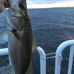 タチウオのはずが…