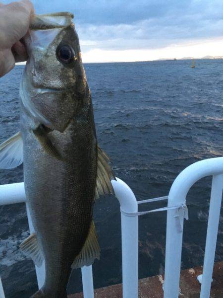 タチウオのはずが…