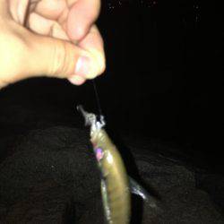 NEWリールアジング！