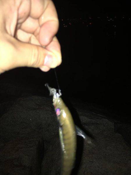 NEWリールアジング！