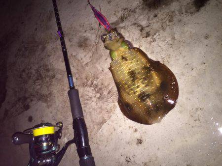 朝マヅメ短時間釣行