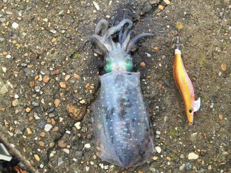 朝からアオリ(^_-)