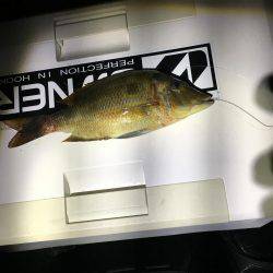 久しぶりのコロタマ