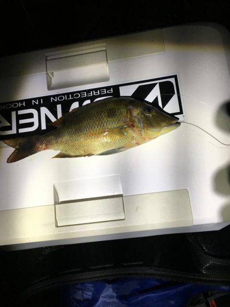 久しぶりのコロタマ