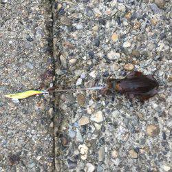 夕方のエギング