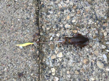 夕方のエギング