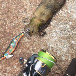 デイエギングは好調‼️