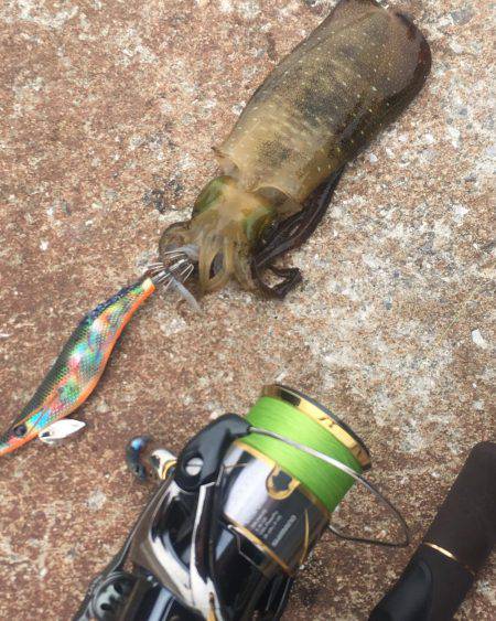 デイエギングは好調‼️