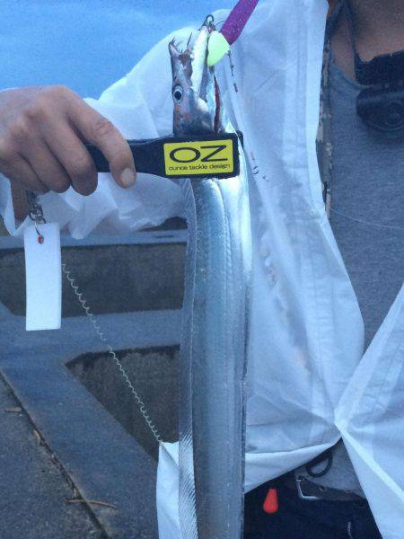 今季初タチウオ