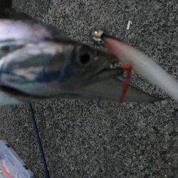 夏タチの数釣り