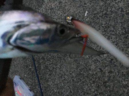 夏タチの数釣り