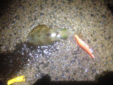 潮早い、雨、くもり