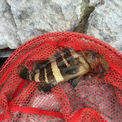 朝まずめと夕まずめ